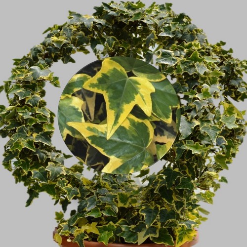 Hedera helix 'Golden Child' - Harilik luuderohi 'Golden Child' P9/0,55L